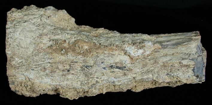 Unpolished Petrified Wood Limb - Blue Forest #6240